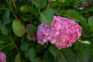 Bahçe arazisinde yetişen yeşil yapraklı pembe ortanca çalıları