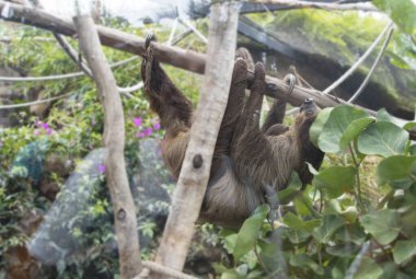 Tropik yeşillik doğal yaşam ortamında ağaç dalında asılı duran tembel hayvan.