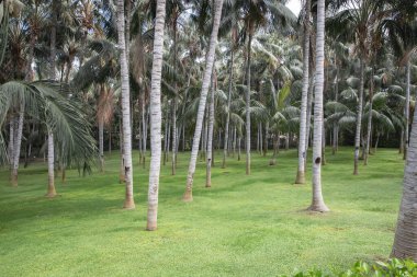 Tropikal parkta, manikürlü çimleri ve yaya geçidi olan bir palmiye ağacı geçidi.