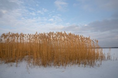 Donmuş gölde yetişen kuru sazlıklar bulutlu kış gökyüzü manzarasının altında