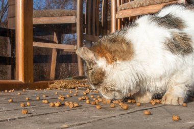 Evcil kedi dışarıda, ahşap verandada kuru hayvan maması yiyor.