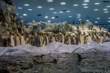 Antarktika 'daki kral penguenler Loro Park Tenerife turistik merkezinde sergi açtılar