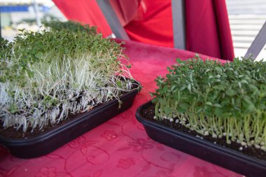 Yerel çiftçi tezgahında taze bezelye mikroçerezleri yetişiyor.