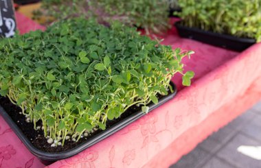 Yerel çiftçi tezgahında taze bezelye mikroçerezleri yetişiyor.