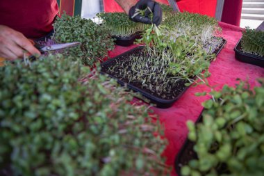 Çiftçi pazarında taze mikro yeşillikler ve makaslarla tepsi yetiştirmek.