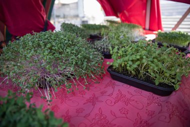 Yerel çiftçi pazarındaki tepsilerde taze mikro sebzeler yetişiyor.