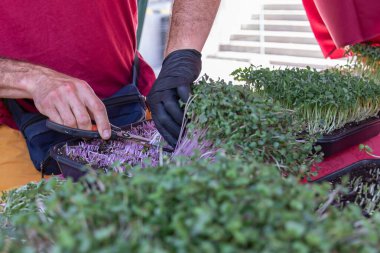 Çiftçi pazarında taze mikro yeşillikler ve makaslarla tepsi yetiştirmek.