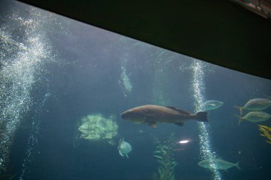 Büyük akvaryum tankında kabarcıklarla yüzen tropikal balık sürüsü