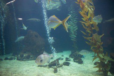 Büyük akvaryum tankında kabarcıklarla yüzen tropikal balık sürüsü