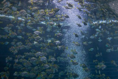 Hava kabarcıklarıyla mavi akvaryum suyunda yüzen tropikal balık sürüsü