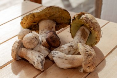 Tahtaya dizilmiş taze yaban domuzu mantarları doğal besin içeriği konsepti.