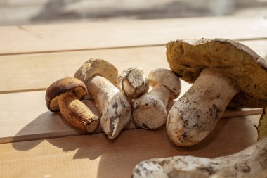 Tahtaya dizilmiş taze yaban domuzu mantarları doğal besin içeriği konsepti.