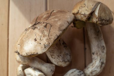 Tahtaya dizilmiş taze yaban domuzu mantarları doğal besin içeriği konsepti.