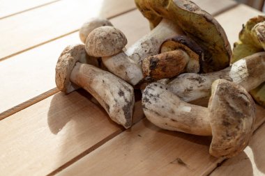 Tahtaya dizilmiş taze yaban domuzu mantarları doğal besin içeriği konsepti.