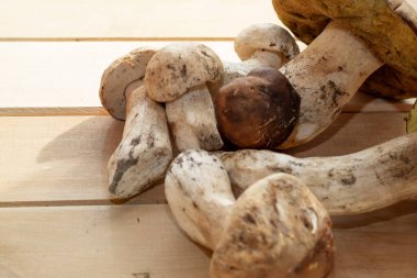 Tahtaya dizilmiş taze yaban domuzu mantarları doğal besin içeriği konsepti.