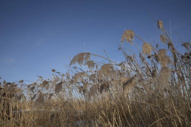 Kışın açık mavi gökyüzüne karşı kuru sazlıklar.