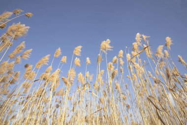 Mavi gökyüzüne karşı kuru sazlar kopyalama alanı ile doğal arkaplan