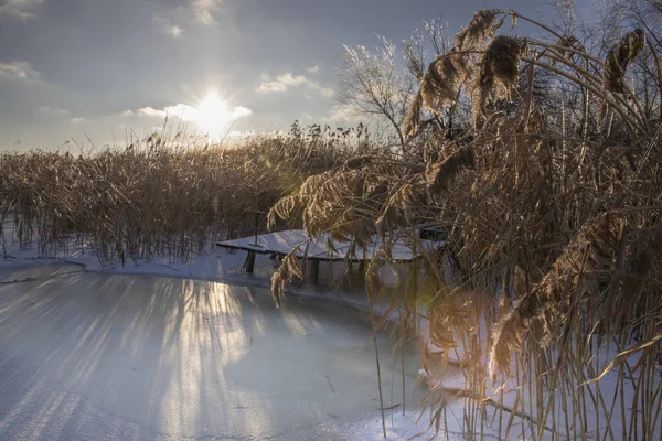 Donmuş kış göleti, sazlıklar, buz yüzeyi ve düşük güneş ışığı.