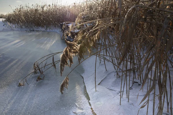 Donmuş gölet kenarları kuru sazlıklar buz gibi kar yüzeyi ve kış güneşi
