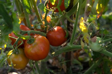 Bahçedeki yeşil yaprakların arasında yetişen olgun kırmızı domatesler.
