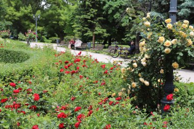 Şehir parkında çiçek açan gül bahçesi, patika bankları ve yeşilliklerle