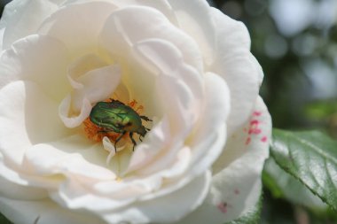 Doğal bahçe ışığında yaprakların içinde yeşil böceği olan beyaz gül çiçeği.