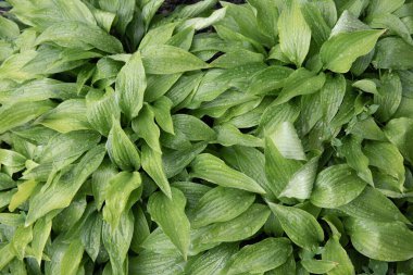 Yeşil hosta yaprakları bahçe ortamında doğal desenli arka plan oluşturur