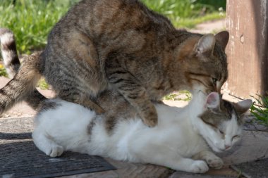 Doğal bahar üreme mevsimi davranışı sırasında iki evcil kedi.