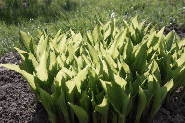 Bahçe toprağında büyüyen genç yeşil bahar yaprakları güneş ışığı altında