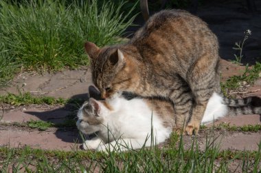 Doğal çiftleşme sırasında iki evcil kedi.