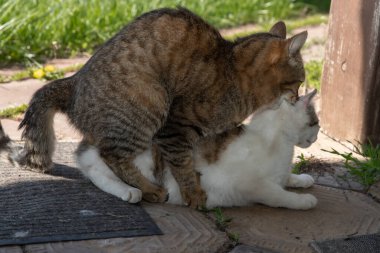 Doğal çiftleşme sırasında iki evcil kedi.