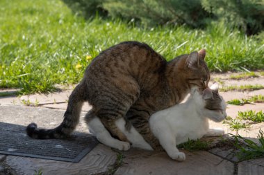 Doğal çiftleşme sırasında iki evcil kedi.