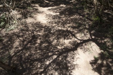 Ağaç dalları, güneşli kumlu zeminde soyut doğal desenler oluşturur.