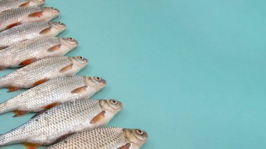 Mavi yüzeyde sıralanmış taze nehir hamamböceği balığı.