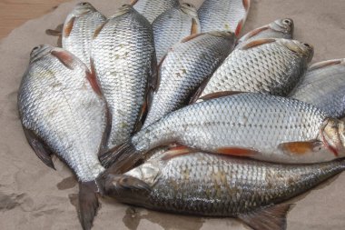 Nehirde balık avladıktan sonra balık avı kahverengi kağıda konur.