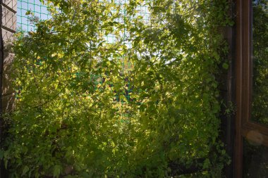 Bahçe çitlerini kaplayan yeşil tırmanma bitkileri ve yaz güneşinde ahşap ev duvarı