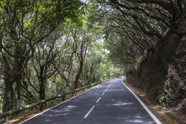 Ormandaki dolambaçlı yol kişisel gelişimi ve yeni yolculuğu simgeliyor.