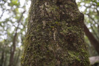Uzun yosun kaplı ağaç gövdesi ormanda güneş ışığına doğru uzanıyor.