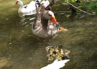 Anne Kaz Doğal Göl Suyunda Küçük Sarı Kazlarla Yüzüyor