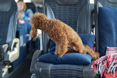 Küçük kaniş köpeği güneşli yolculukta koltukta yastık ve battaniyeyle oturuyor.