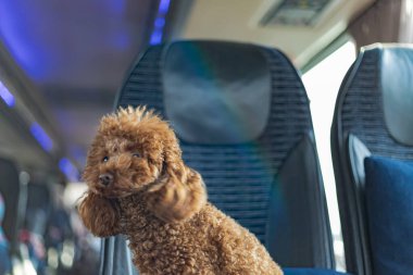 Yastık ve battaniyeyle seyahat ederken otobüsün yolcu koltuğunda oturan küçük kaniş köpeği.