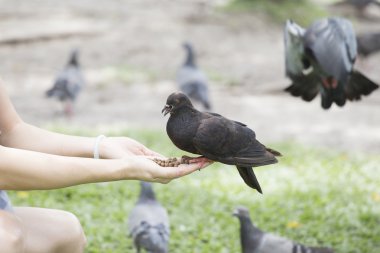 Güvercin Park elle besleme