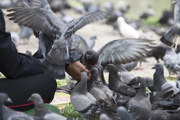 Feeding pigeon by hand in park — Stock Photo, Image