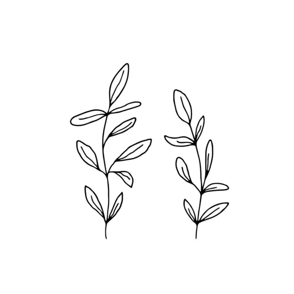 Floral icons, simple vector graphics. Hand drawn branches with leaves. — Stock Vector