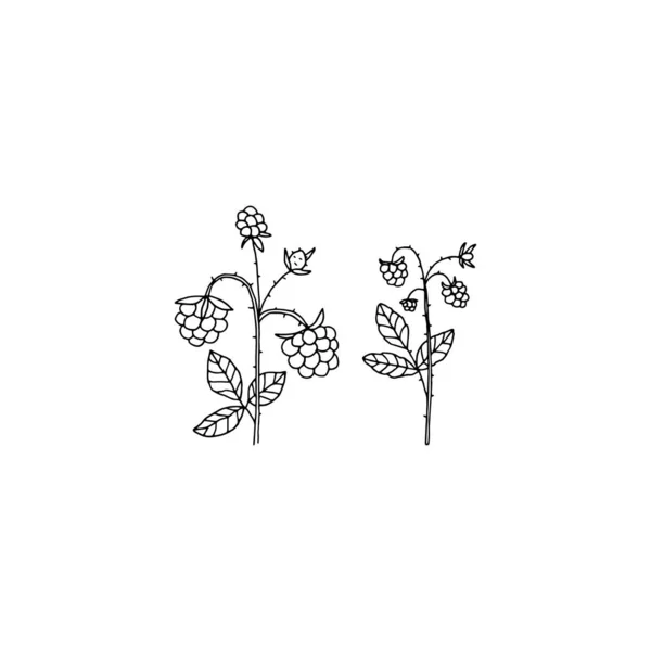 Illustrazione disegnata a mano vettoriale, semplici icone di mora. Frutta estiva. — Vettoriale Stock