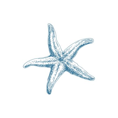 El çizimi deniz yıldızı çizgisi modern deniz estetiği ile sanat çizimi. Logolar, dövmeler, markalar, ambalajlar, posterler ve dekoratif kıyı tasarımı için mükemmel deniz sanatları..