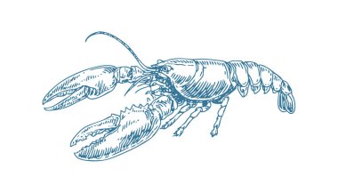 El yapımı ıstakoz çizgisi çizimi, temiz çizgiler ve modern deniz estetiği. Logo, menü, dövme, markalaşma, ambalaj, posterler ve kıyı tasarımı projeleri için mükemmel deniz ürünleri..