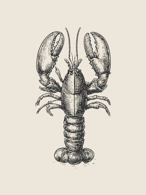 Antika denizcilik tarzında detaylı, klasik ıstakoz oyma vektör çizimi. El yapımı deniz ürünleri ambalajı, etiketler, posterler, menüler, editoryal tasarım ve kıyı markalaşma projeleri için ideal deniz ürünleri..