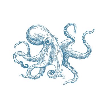 Klasik deniz mürekkebi çizim tarzında akıcı dokunaçları olan bir ahtapotun son derece detaylı klasik oyma çizimi. Deniz markaları, dövme tasarımları, denizcilik ambalajları, okyanus temalı dekorlar, logolar ve klasik deniz yaşamı projeleri için mükemmel..