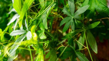 Altın eğrelti otu. Dünyadaki en eski eğrelti otlarının doğal dokuları ve desenleri. Yaş: 415 milyon yıl. Modern doğal tasarım için arka plan ve görsel materyal. Makro fotoğraf